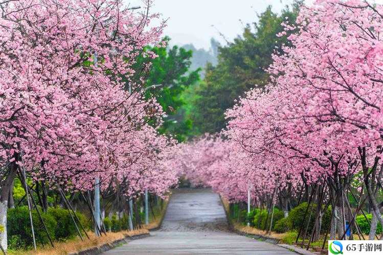 さくらさくら绽放之春：樱花的秘密与奇迹