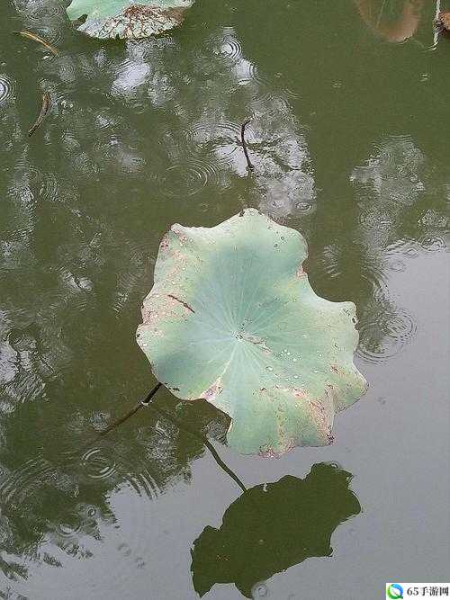 老人船上弄雨荷普通版对比之差异