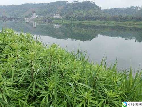 青青河边草：那片诗意的河畔之景