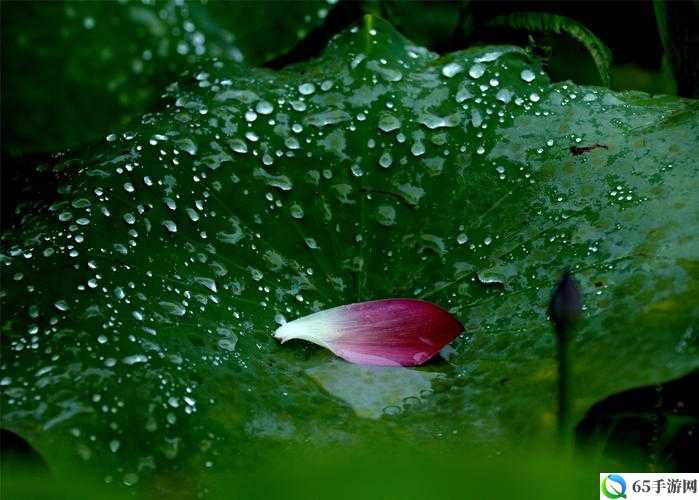 老人船上雨荷弄韵，对比普通版雨荷风华