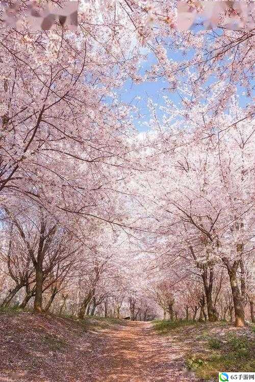 樱花草在线播放免费手机版：春日浪漫花海畅享季