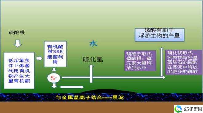 缺氧中浮游生物的捕捉方法介绍