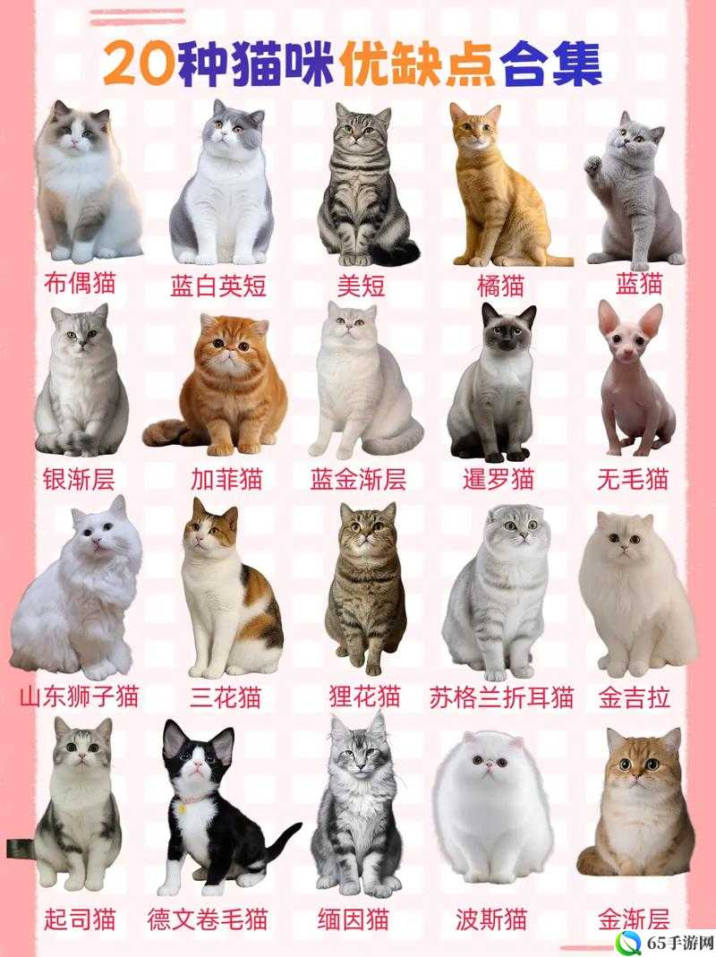 小森生活：猫咪种类大全