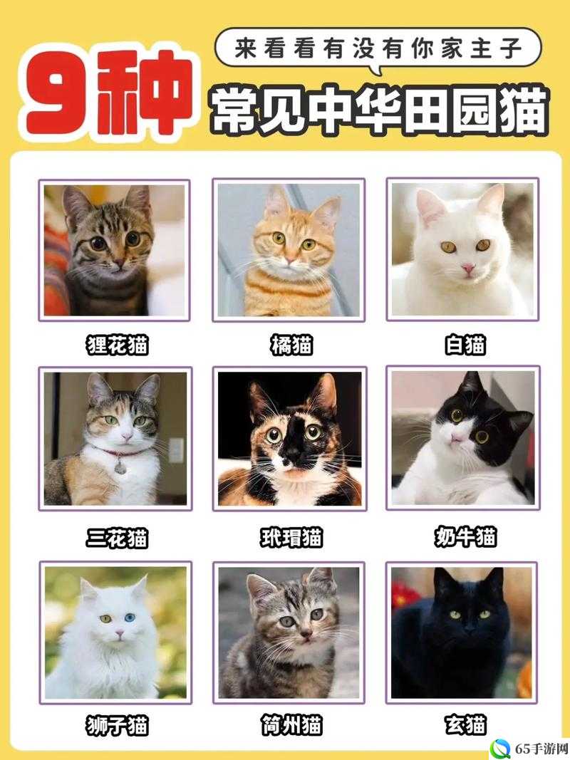 猫咪田园全朋友解锁攻略及全猫咪图鉴汇总