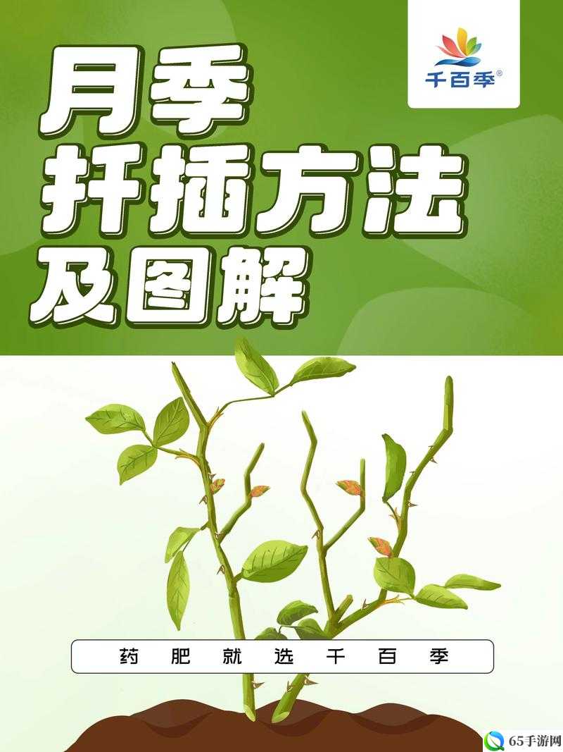 72 种扦插 54 次方法：探索植物繁殖的多样途径