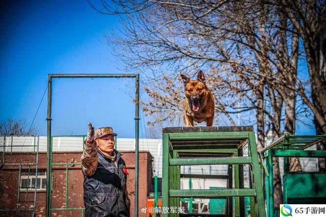 吕总训练张警犬的那些事