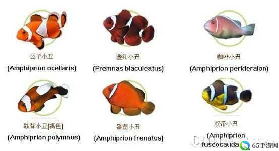 捕鱼来了小丑鱼图鉴及基本属性一览